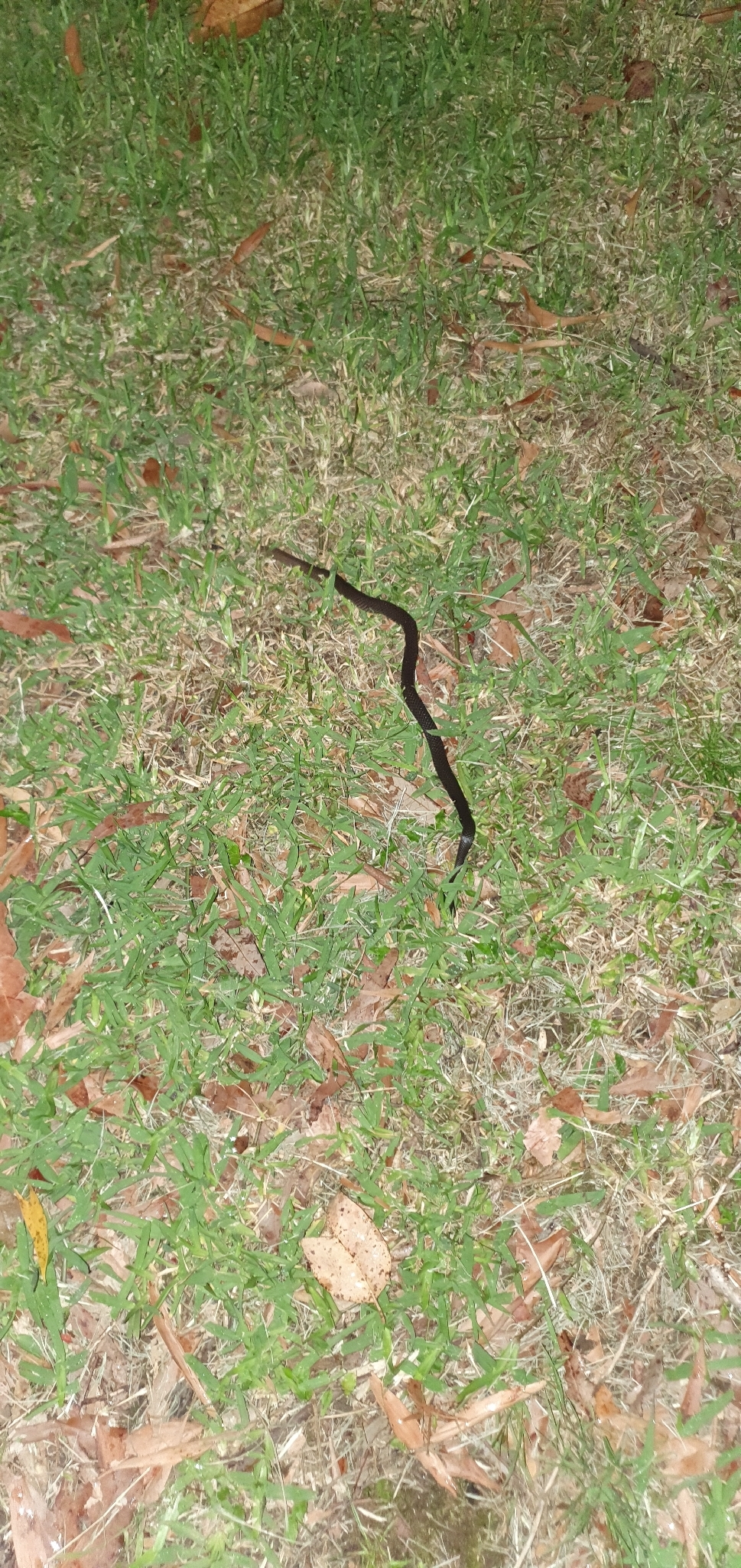 Cacophis squamulosus (Duméril, Bibron & Duméril, 1854)