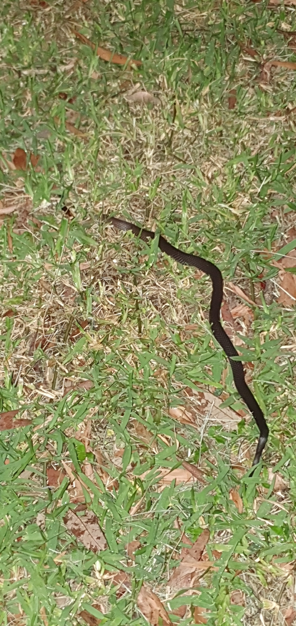 Cacophis squamulosus (Duméril, Bibron & Duméril, 1854)