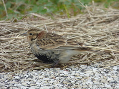 Calcarius ornatus