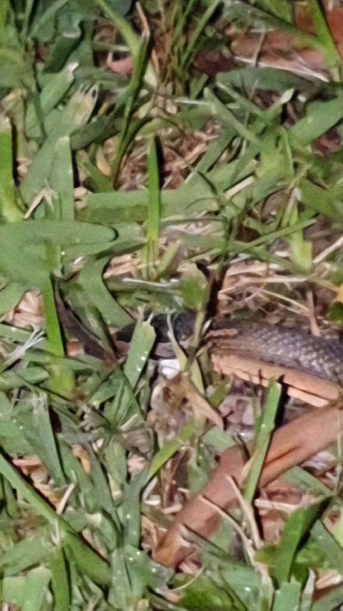 Cacophis squamulosus (Duméril, Bibron & Duméril, 1854)