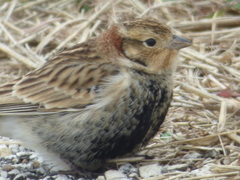 Calcarius ornatus