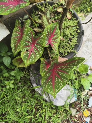 Caladium bicolor