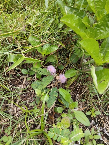 Mimosa pudica