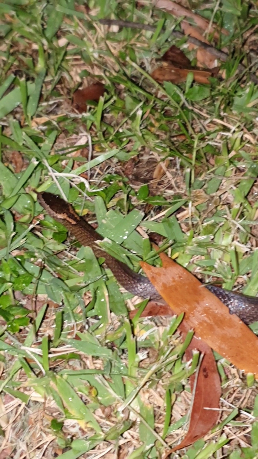 Cacophis squamulosus (Duméril, Bibron & Duméril, 1854)