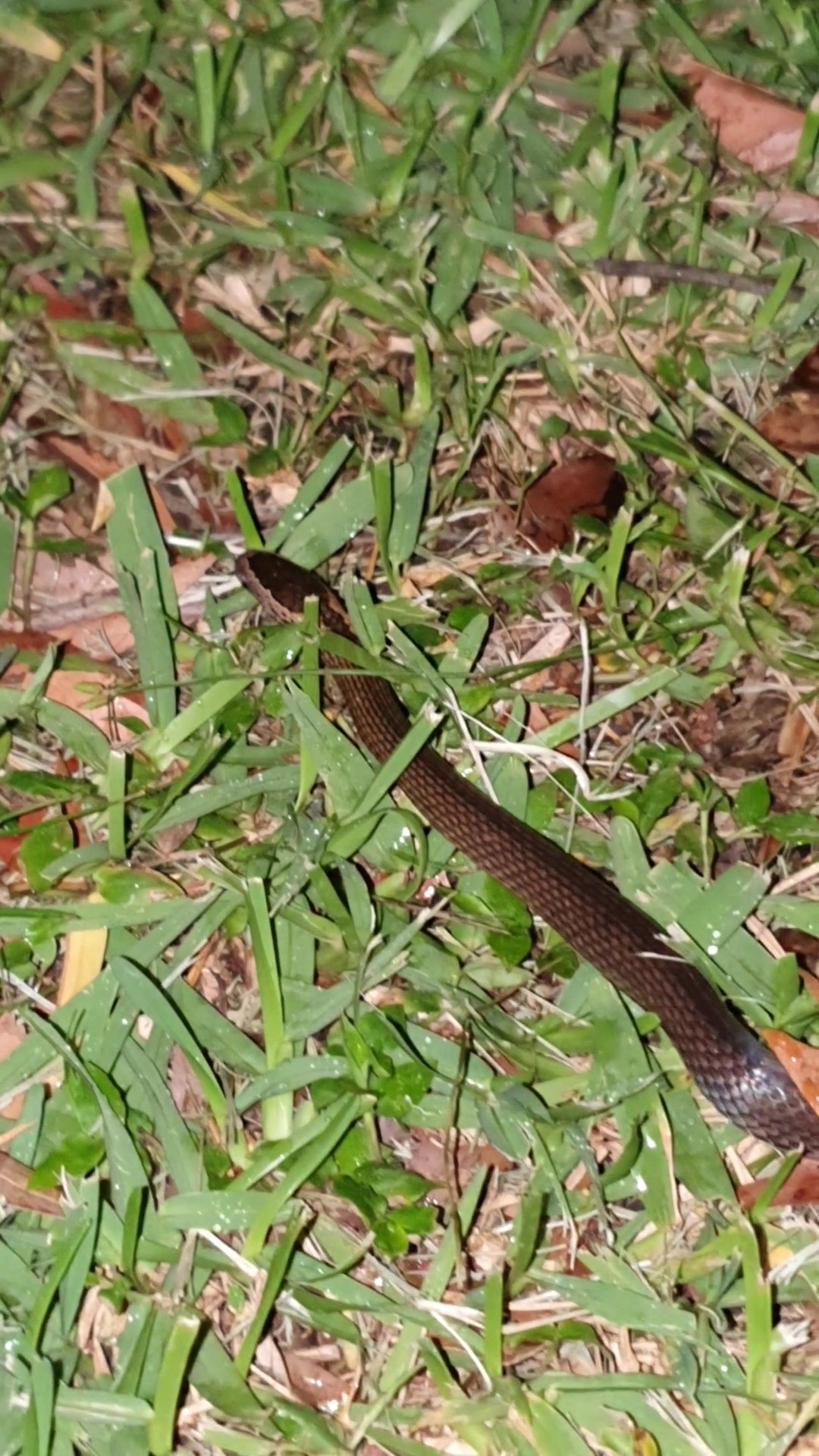 Cacophis squamulosus (Duméril, Bibron & Duméril, 1854)
