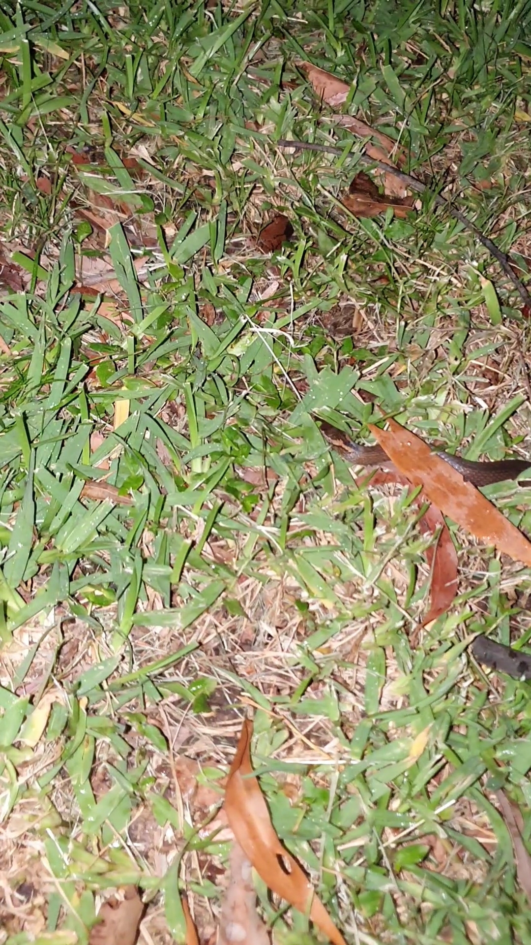 Cacophis squamulosus (Duméril, Bibron & Duméril, 1854)