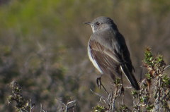 Karoo Chat photo 3