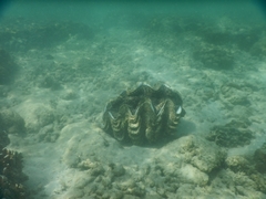 Tridacninae