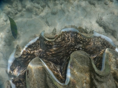 Tridacninae