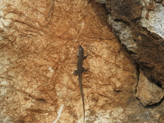 Podarcis melisellensis