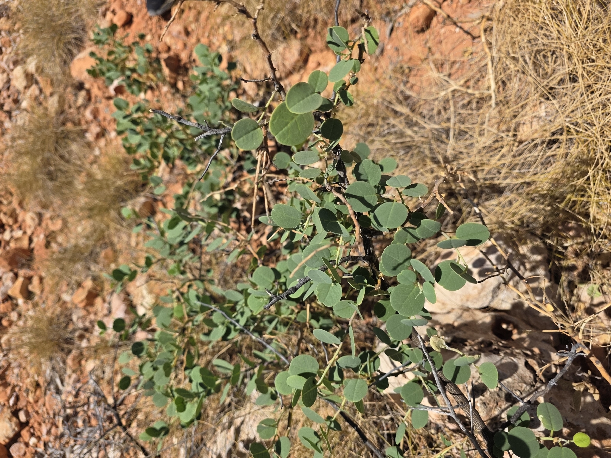 Caper bush