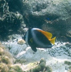 Heniochus singularius