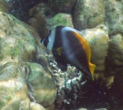Heniochus singularius