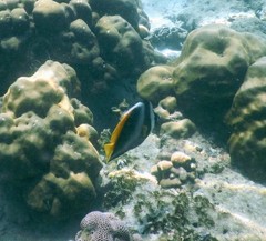 Heniochus singularius