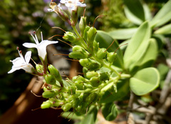 Veronica insularis