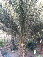 Arecaceae