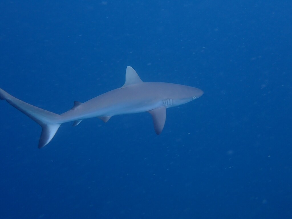 Blacktail reef shark (Carcharhinus amblyrhynchos) — Carcharhinidae
