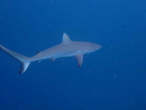 Blacktail reef shark (Carcharhinus amblyrhynchos) — Carcharhinidae