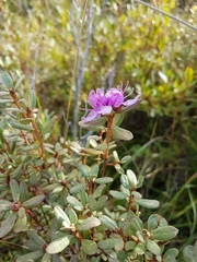 Rhododendron adamsii