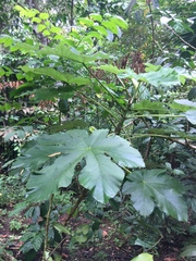 Cecropia pachystachya