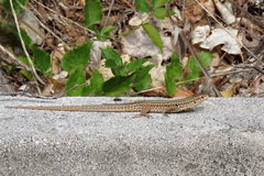 Podarcis melisellensis