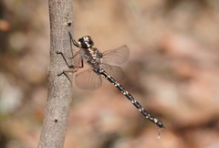 Austroaeschna subapicalis