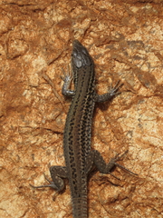 Podarcis melisellensis
