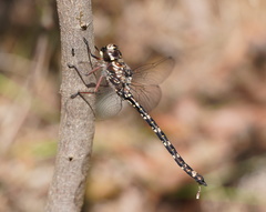 Austroaeschna subapicalis