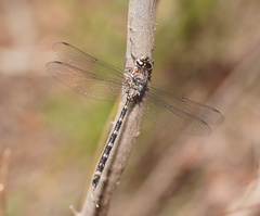 Austroaeschna subapicalis