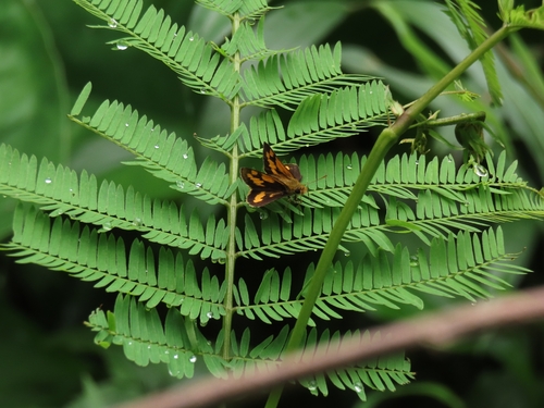 Taractrocera archias