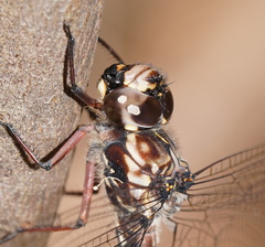 Austroaeschna subapicalis