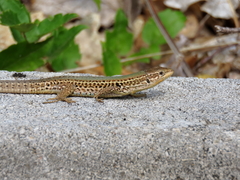 Podarcis melisellensis