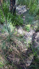 Smilax glyciphylla