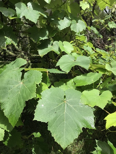 European grape