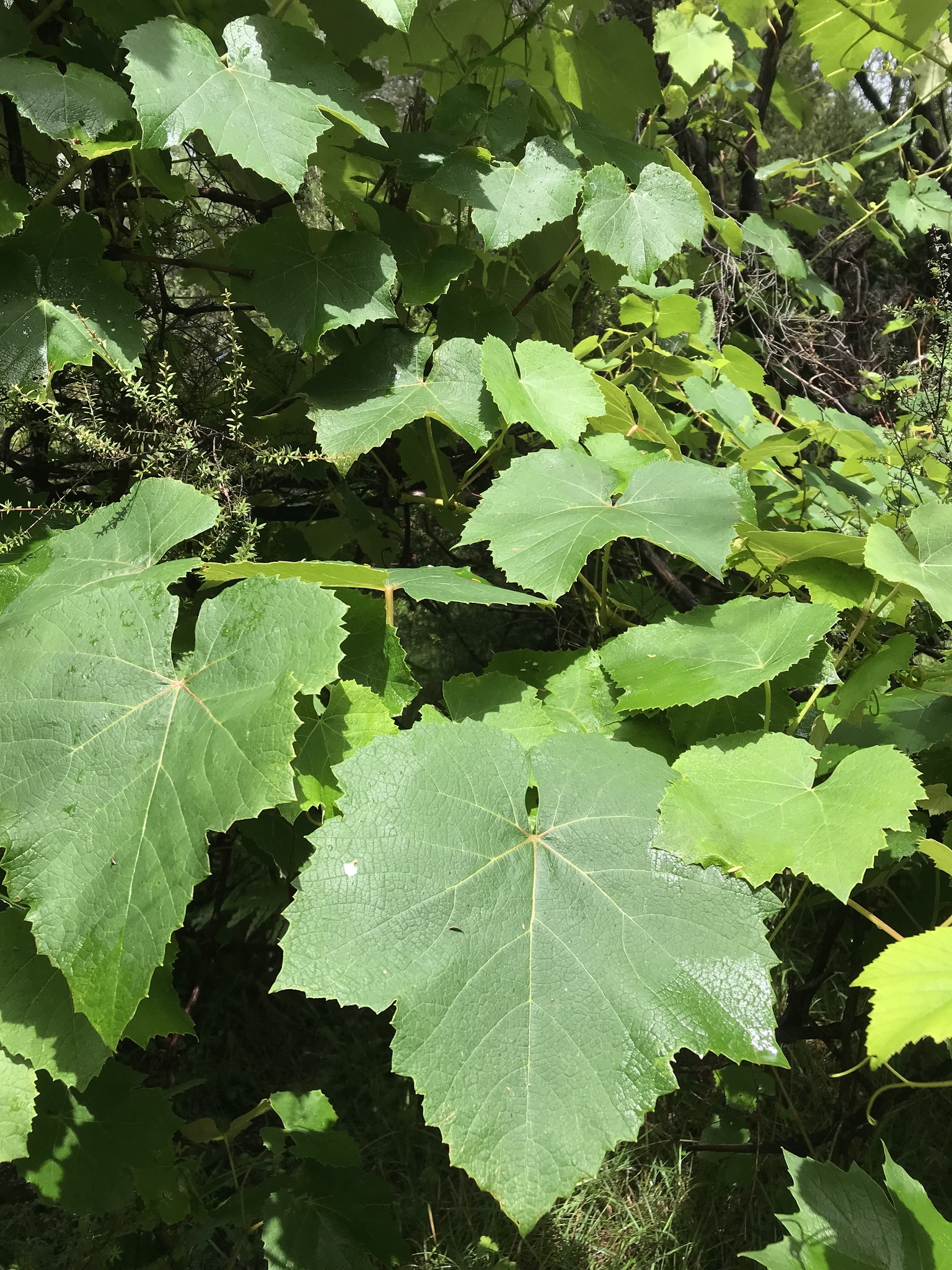 Common grape vine