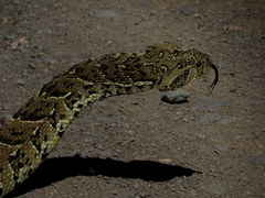 Bitis arietans arietans