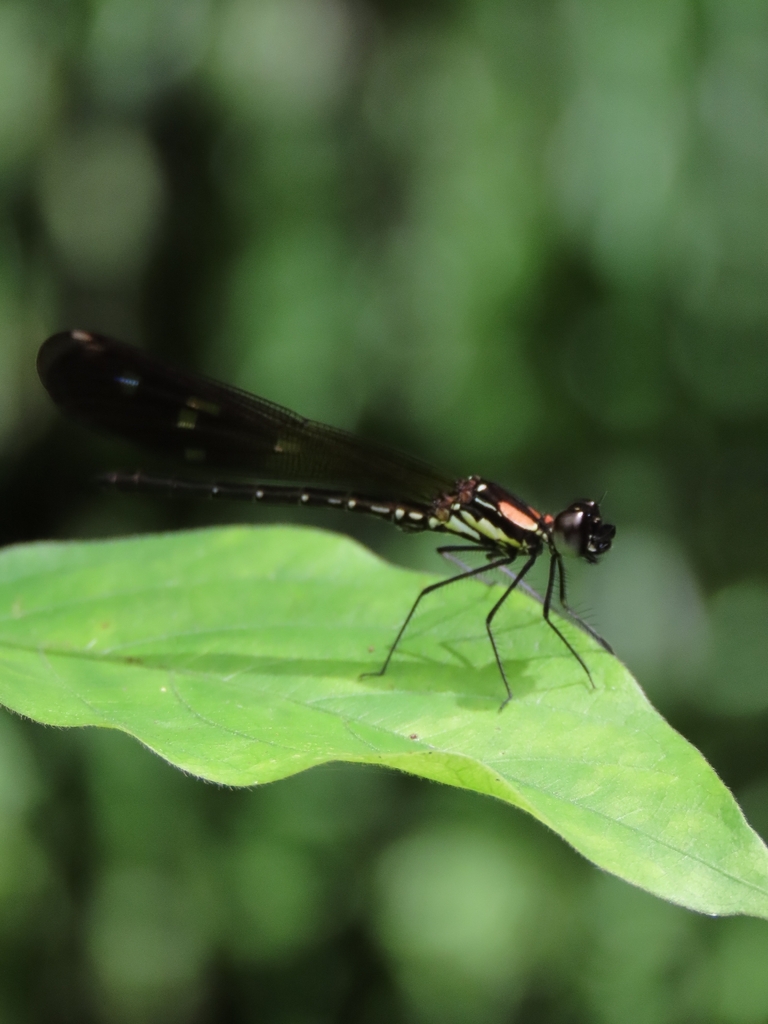 Heliocypha fenestrata (Heliocypha fenestrata)