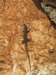 Podarcis melisellensis