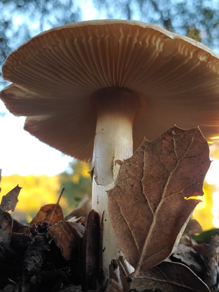 Amanita phalloides · December 2025 · photo: © arlenedevitt (iNaturalist, cc-by)