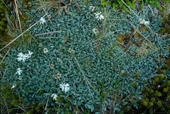 Celmisia durietzii