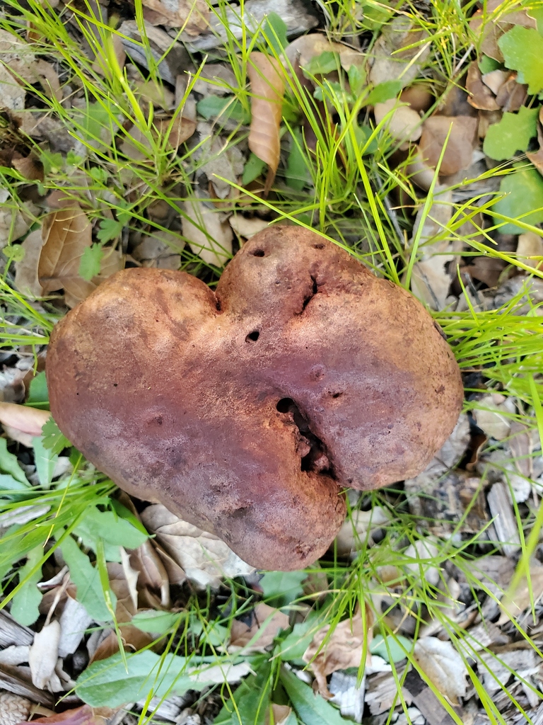 Suillellus amygdalinus · December 2025 · photo: © arlenedevitt (iNaturalist, cc-by)