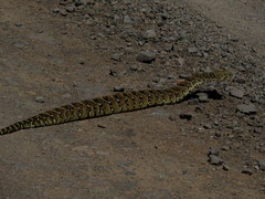 Bitis arietans arietans