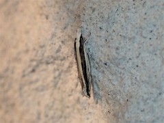 Erechthias stilbella