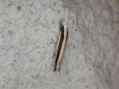 Erechthias stilbella