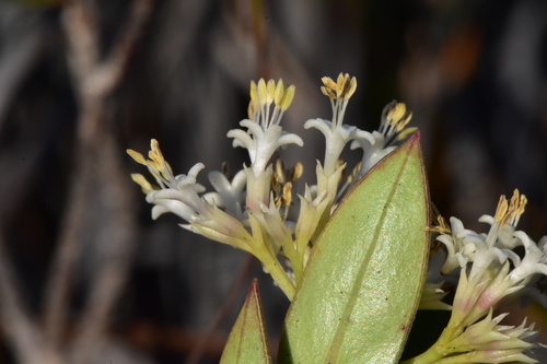 Normandia neocaledonica Hook.f.