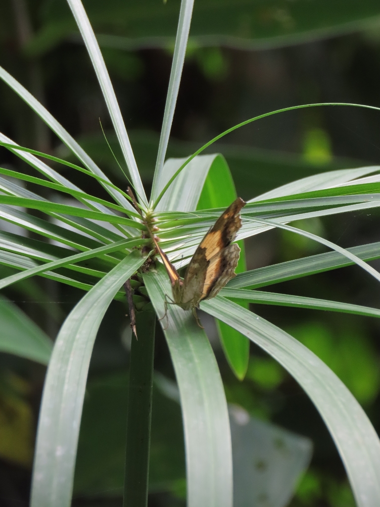 Yoma sabina (Yoma sabina)