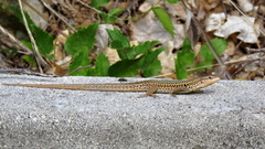Podarcis melisellensis