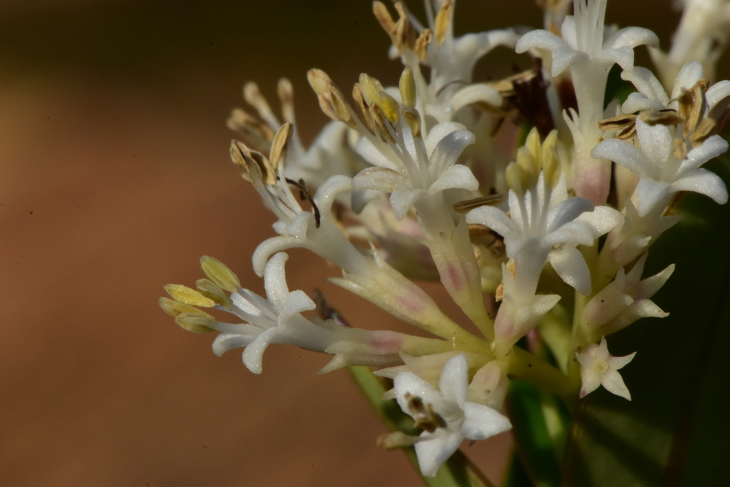 Normandia neocaledonica