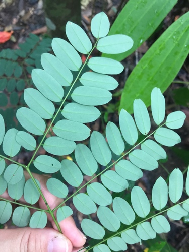 Adenanthera pavonina