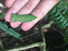 Asplenium longissimum
